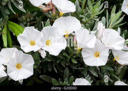 Convolvulus cneorum or silverbush. Stock Photo