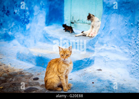 Cats in the town of Chefchaouen, in Morocco Stock Photo