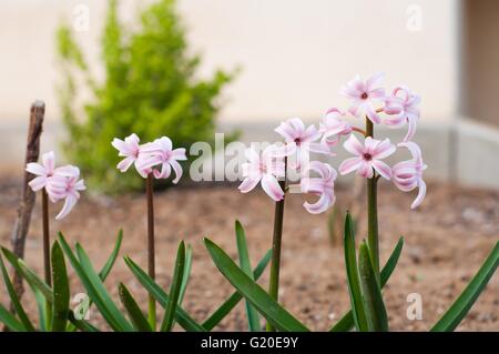Close detail of beautiful pink hyacinth (Hyacinthus orientalis) bloomed on a flowerbed in spring Stock Photo