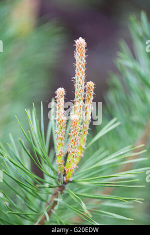 Scots Pine (Pinus sylvestris) male flower head. Stock Photo