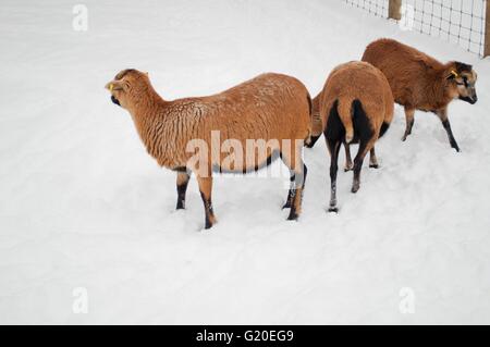 Three brown sheeps on snow Stock Photo