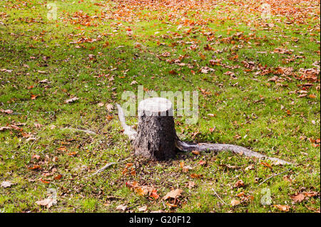 Single short cut tree stump and roots on green grass and dry autumn leaves. Stock Photo