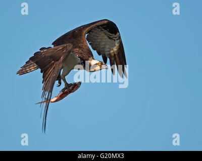 Osprey in Flight with fish Stock Photo