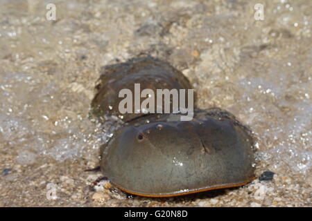 Coming ashore to mate. Atlantic horseshoe crab, 'Limulus polyphemus' mating. The male is latched onto the back of the female. Stock Photo