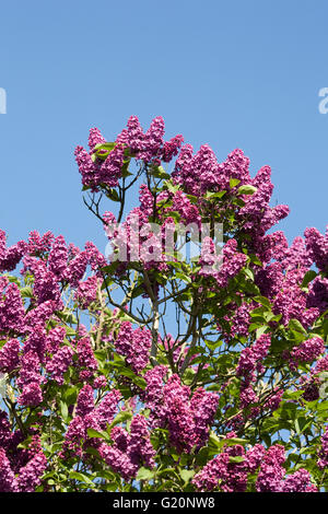Syringa vulgaris in the garden. Lilac flowers against a blue sky. Stock Photo