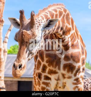 Giraffe. Giraffa camelopardalis, London Zoo, Stock Photo