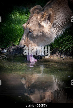 Asiatic lion (Panthera leo persica) ZSL London Zoo Stock Photo