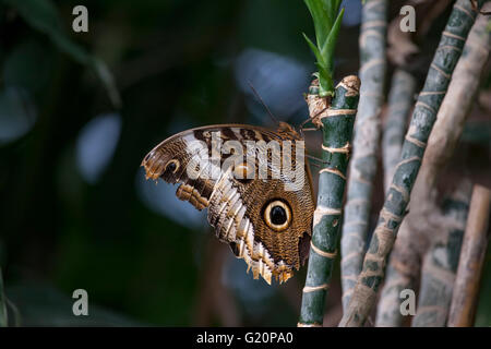 Owl Butterfly. Caligo eurilochus. London Zoo. Stock Photo