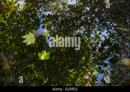 Sycamore leaves floating in Filby Broad Trinity Broads Norfolk Broads autumn Stock Photo