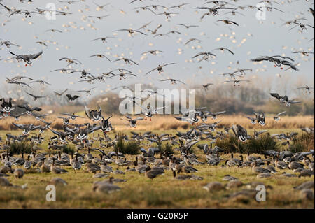 Pink-footed Geese Anser brachyrynchus at Holkham Norfolk January Stock Photo