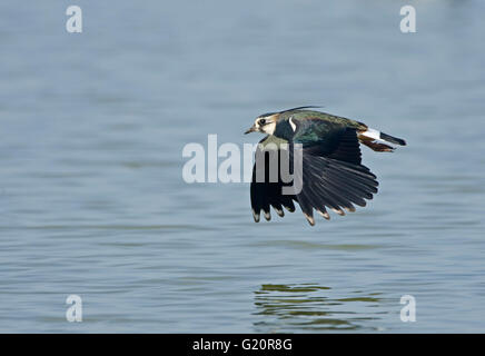 Lapwing Vanellus vanellus Cambridgeshire Fens March Stock Photo