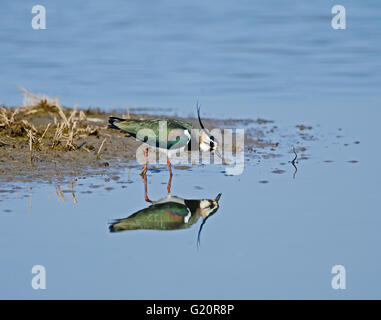 Lapwing Vanellus vanellus Cambridgeshire Fens March Stock Photo