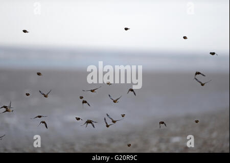 Linnets Carduelis cannabina flock flying along shore Cley Norfolk