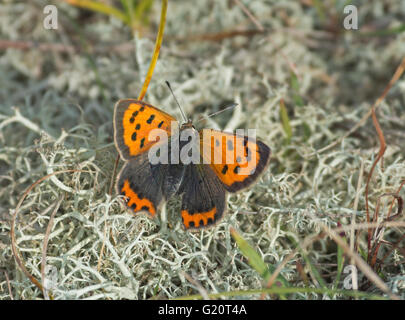 Small Copper Butterfly Lycaena phlaeas male Winterton Dunes Norfolk Stock Photo