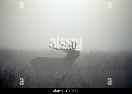 Red Deer Cervus elaphus  on a misty dawn during the rut Richmond Park London autumn