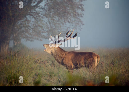 Red Deer (Cervus elaphus) stag during rut on a misty dawn in Richmond Park National Nature Reserve London October Stock Photo