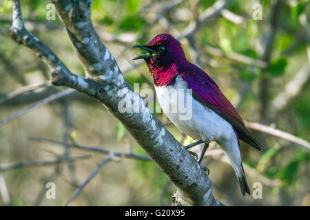 Violet-backed starling in Kruger national park, South Africa ; Specie Cinnyricinclus leucogaster family of Sturnidae Stock Photo