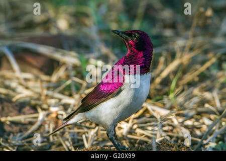 Violet-backed starling in Kruger national park, South Africa ; Specie Cinnyricinclus leucogaster family of Sturnidae Stock Photo