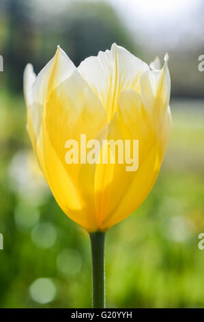 bright yellow and white striped tulip flower Stock Photo