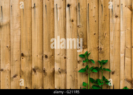 Wooden Fence Background Stock Photo