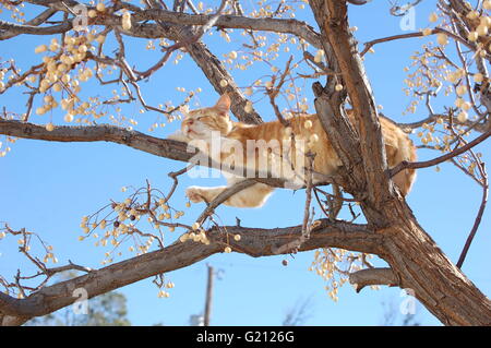 Cat balanced on tree branches and surrounded by seed pods while sleeping in the sunshine. Stock Photo