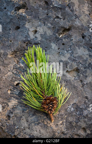 Lodgepole pine needles and cone on rock; Sunriver, Oregon. Stock Photo