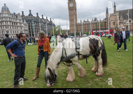 London, UK. 21st May, 2016. Four horses came to Parliament Square for the protest, but were told by heritage wardens and police that it was was against bylaws for them to be on the square. They led the protest in repeated circuits of the roadway around the square before leaving as the rally on the square started. They say ‘Dosta, Grinta, Enough!’ to changes to the Gypsy and Traveller planning guidance and other actions by the government which are an attack on their ethnicity and way of life and call for an end to 500 years of persecution. Peter Marshall/Alamy Live News Stock Photo