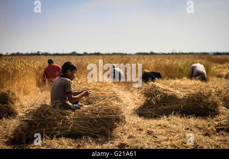 Khan Yunis, Gaza Strip, Palestinian Territory. 22 May, 2016. Palestinians harvest wheat in a farm East of Khan Younis City South of the Gaza Strip, thousands of Palestinian workers depend on wheat as a source of income under the worsening living conditions and rising unemployment and poverty. Credit:  Ahmad Salem/Alamy Live News