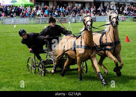 Royal Welsh Spring Festival, May 2016 - Paul Issac from Neath, Glamorgan wins the Scurry Driving competition with his pair of palomino ponies named Fast and Furious. The event is a race against the clock around cones and through gates in the display arena at the Spring Festival. Stock Photo