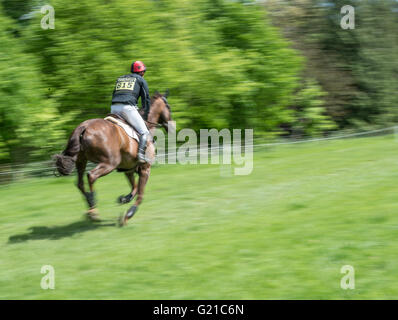Rockingham, Corby, UK. 22nd May, 2016. (owned by ) races along an obstacle free part of the course during the cross country event of the international horse trials at Rockingham, Corby, England, on sunday 22 may 2016. Credit:  miscellany/Alamy Live News Stock Photo