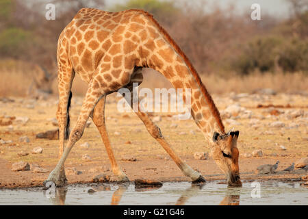 Giraffe (Giraffa camelopardalis) drinking water, Etosha National Park, Namibia