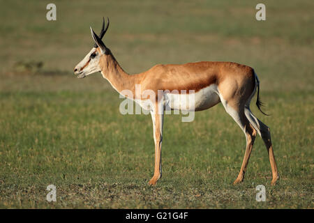 A female springbok antelope (Antidorcas marsupialis), Kalahari desert, South Africa Stock Photo