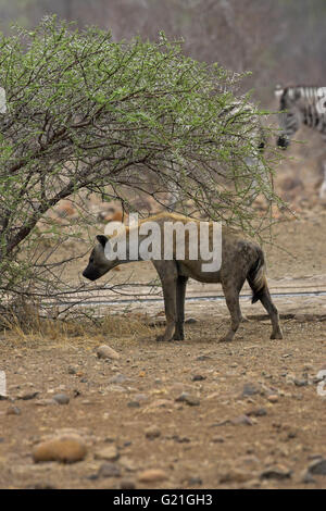 Spotted hyaena Crocuta crocuta Kruger National Park South Africa Stock Photo