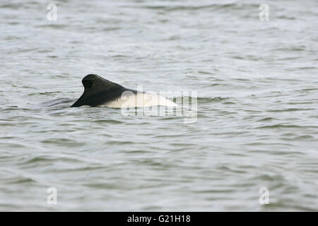 Commerson's dolphin Cephalorhynchus commersonii Falkland Islands Stock Photo