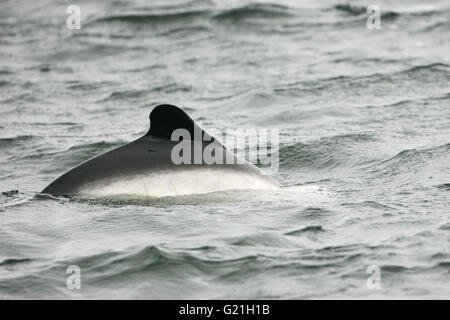 Commerson's dolphin Cephalorhynchus commersonii Falkland Islands Stock Photo