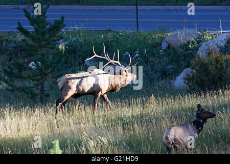 Elk Cervus canadensis large male at edge of road and female with radio collar tracking device during the rut Rocky Mountain Nati Stock Photo
