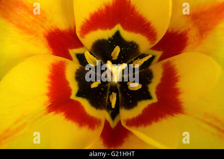 Yellow-red tulip (Tulipa), stamp and stamens, Close, Baden-Württemberg, Germany Stock Photo