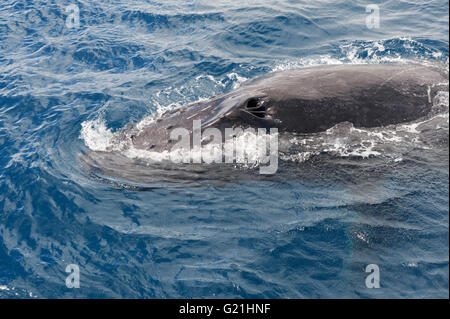 Humpback whale (Megaptera novaeangliae) adult surfacing, Hervey Bay, Queensland, Australia Stock Photo