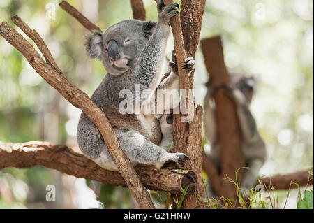 Koala (Phascolarctos Cinereous) sleeping on a tree, Lone Pine Koala Sanctuary, Brisbane, Queensland, Australia Stock Photo