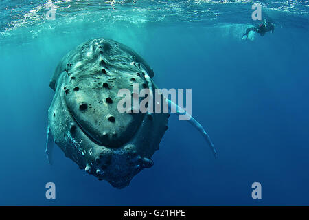 Humpback whale (Megaptera novaeangliae) with diver, Silver Banks, Dominican Republic Stock Photo