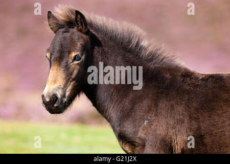 Exmoor Pony, foal, portrait, Exmoor National Park, Somerset, England, United Kingdom Stock Photo