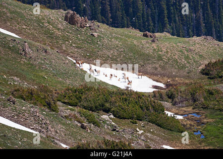 Rocky mountain elk Cervus elaphus group of hinds and calves on snow patch near The Lava Cliffs Trail Ridge Road Rocky Mountain N Stock Photo