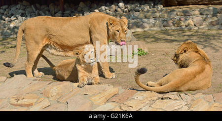 Family of lions. Lioness with two older cubs Stock Photo