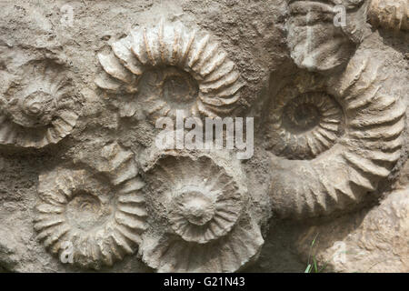 Scaphites from the family of heteromorph ammonites widespread during the Cretaceous Period found as fossils in Morocco, North Af Stock Photo