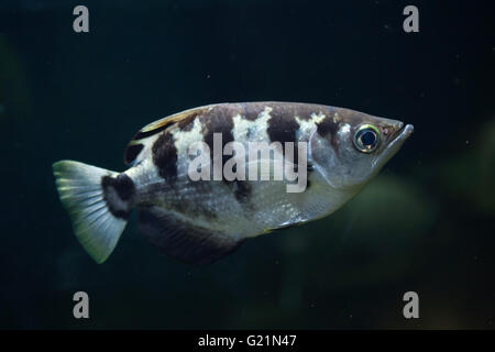Banded archerfish (Toxotes jaculatrix), also known as the spinner fish at Prague Zoo, Czech Republic. Stock Photo