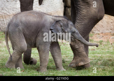 One-month-old Indian elephant (Elephas maximus indicus) named Maxmilian with its mother Janita at Prague Zoo, Czech Republic.