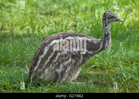 Two-month-old emu (Dromaius novaehollandiae) at Prague Zoo, Czech Republic. The chick hatched at the turn of February and March Stock Photo