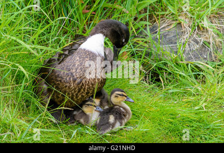 Drake Mallard duck (Anas platyrhynchos) looking after newly born chicks in Spring in West Sussex, UK. Stock Photo