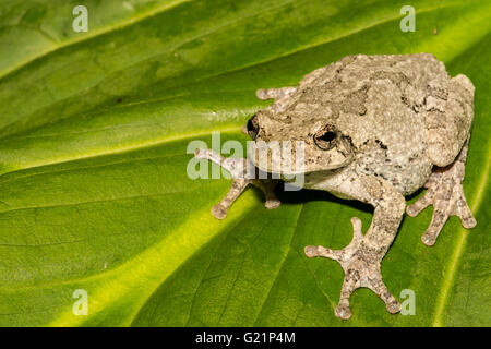 Gray Treefrog Stock Photo
