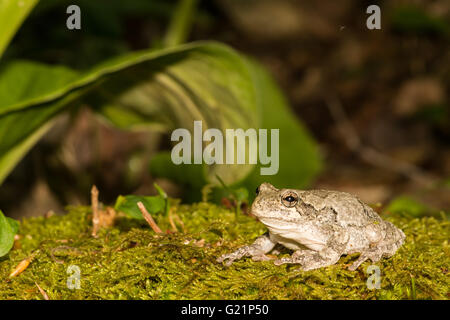 Gray Treefrog Stock Photo